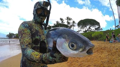 Spearfishing for Beginners Hawaii – A Thrilling Adventure Awaits