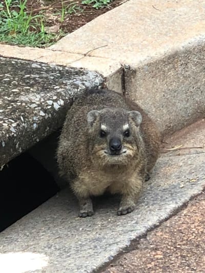 Skukuza Golf Book Launch: Dawie the Dassie’s Great Adventure