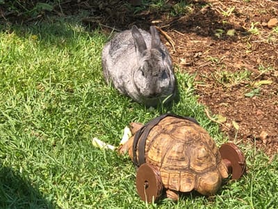 🐢 Tom the Tenacious Tortoise – Author Interview