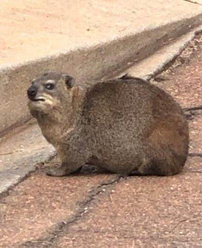 Meet the live characters from Dawie the Dassie's Great Adventure.