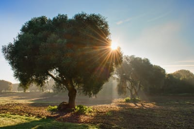 שלושה מלאכים - וורט לפרשת וירא