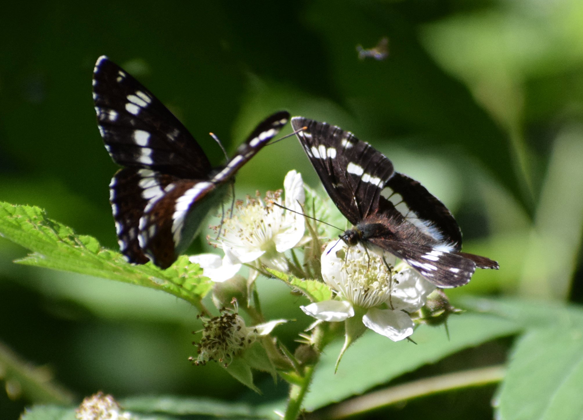 Two black-and-white butterflies feeding on bramble flowers