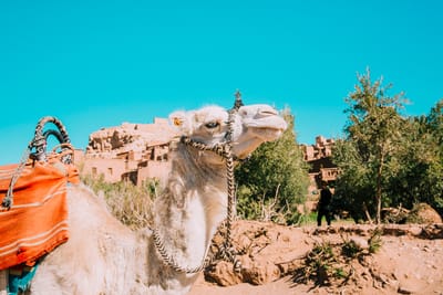 Explore Iraq with Travel Agency Iraq: Your Ultimate Travel Experience