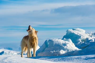 GROENLAND : QUEL AVENIR ?