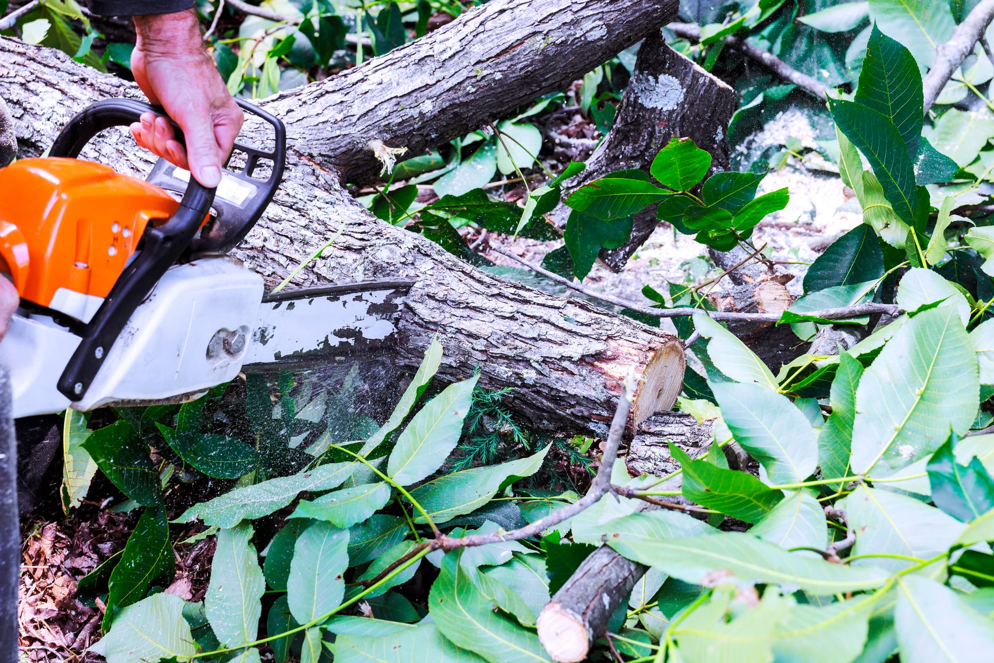 15 Signs Your Tree Needs Professional Pruning, and What to Do Next