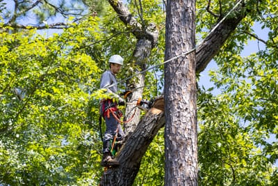 12 Mistakes Homeowners Make When Removing Trees, and How to Avoid Them