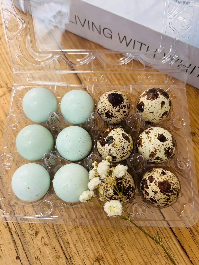 Beginner’s Guide to Hatching Quail Eggs Successfully (Step-by-Step UK Guide)