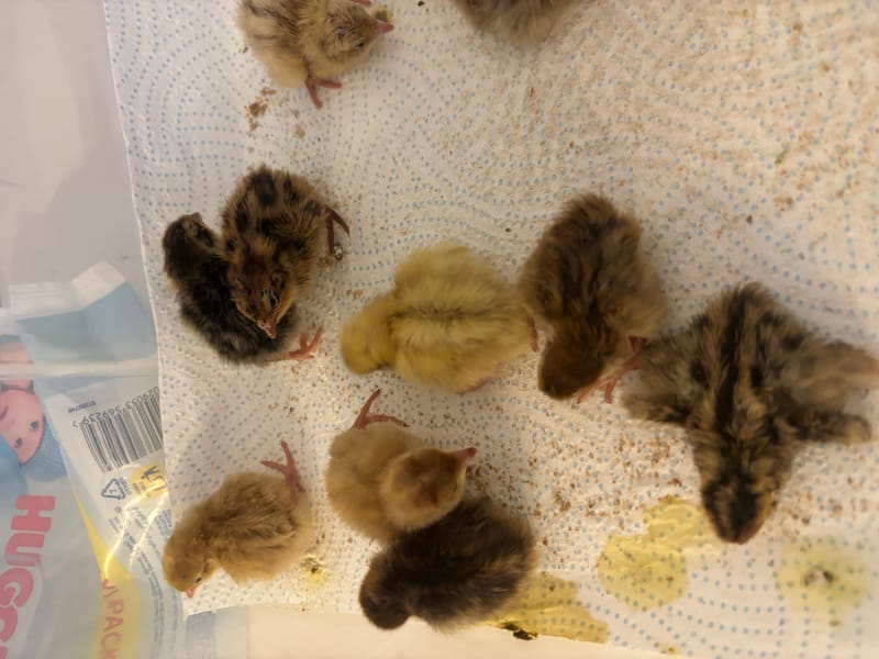 What to Feed Quail Chicks: A Simple Guide for Healthy Growth