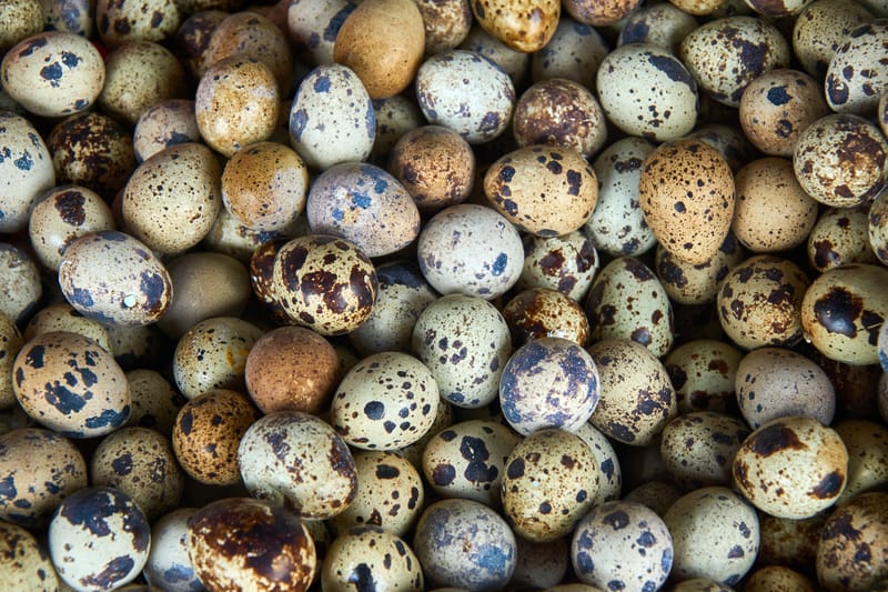 Quail Egg Nutrition and Anatomy Benefits | British Farm Fresh Produce