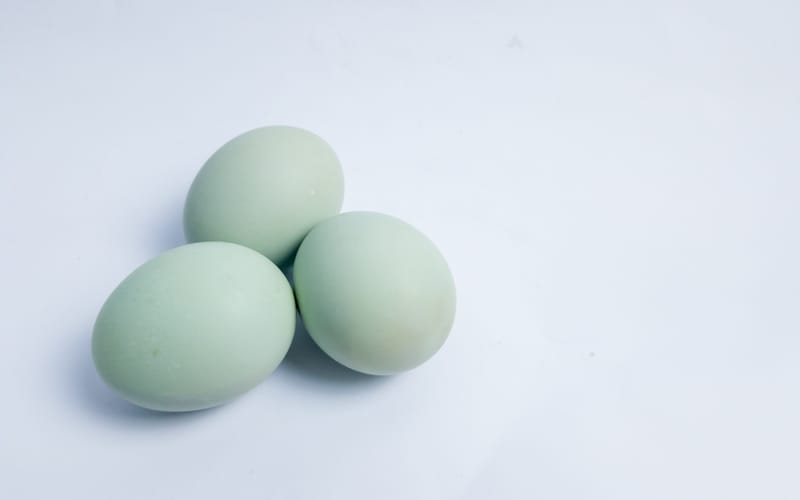 Why Do Some Quail Lay Blue Eggs? A Story of Nature, Science and a Little Bit of Magic