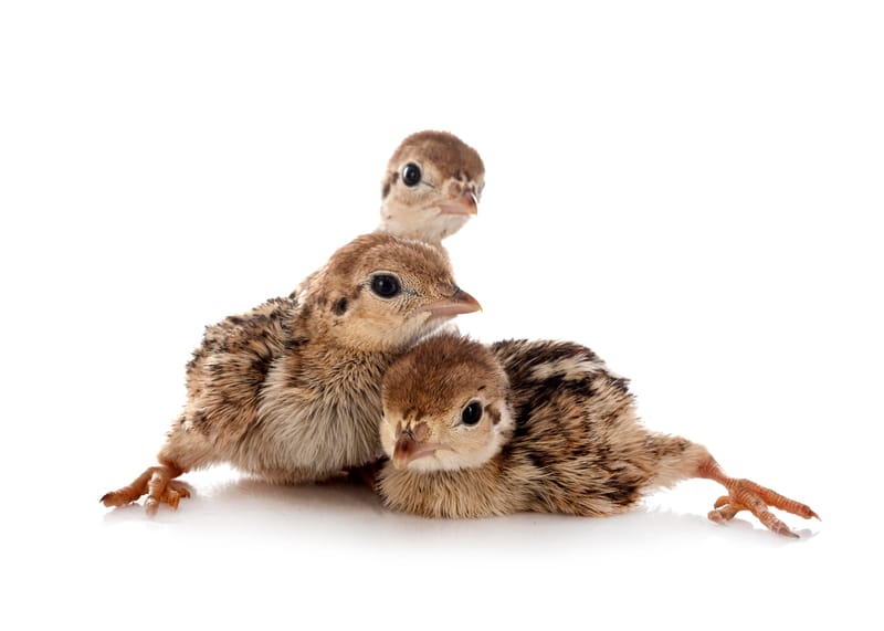 Types of Quail: From Pharaoh to Celadon — A Colourful Journey into Quail Keeping