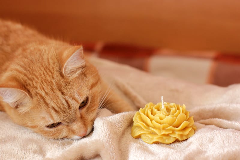 Are Beeswax Candles Safe for Pets? A Complete Guide for Pet-Friendly Homes