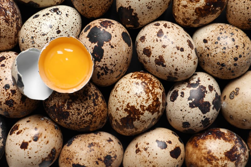How Many Quail Eggs Do Quail Lay Per Day? Real Expectations for UK Keepers