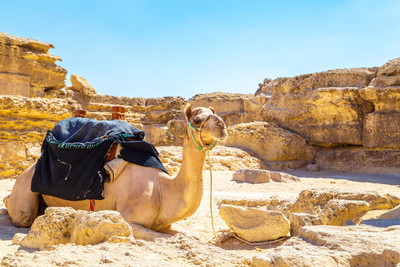 Discover the Best Day Tours from Salalah: Explore Oman in a Day