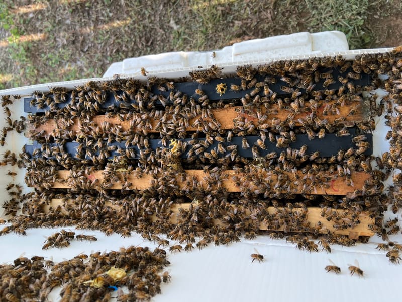 2025 Nucs available for pre-order $225