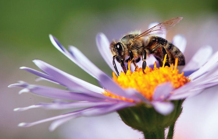 Pollinator Friendly Plants
