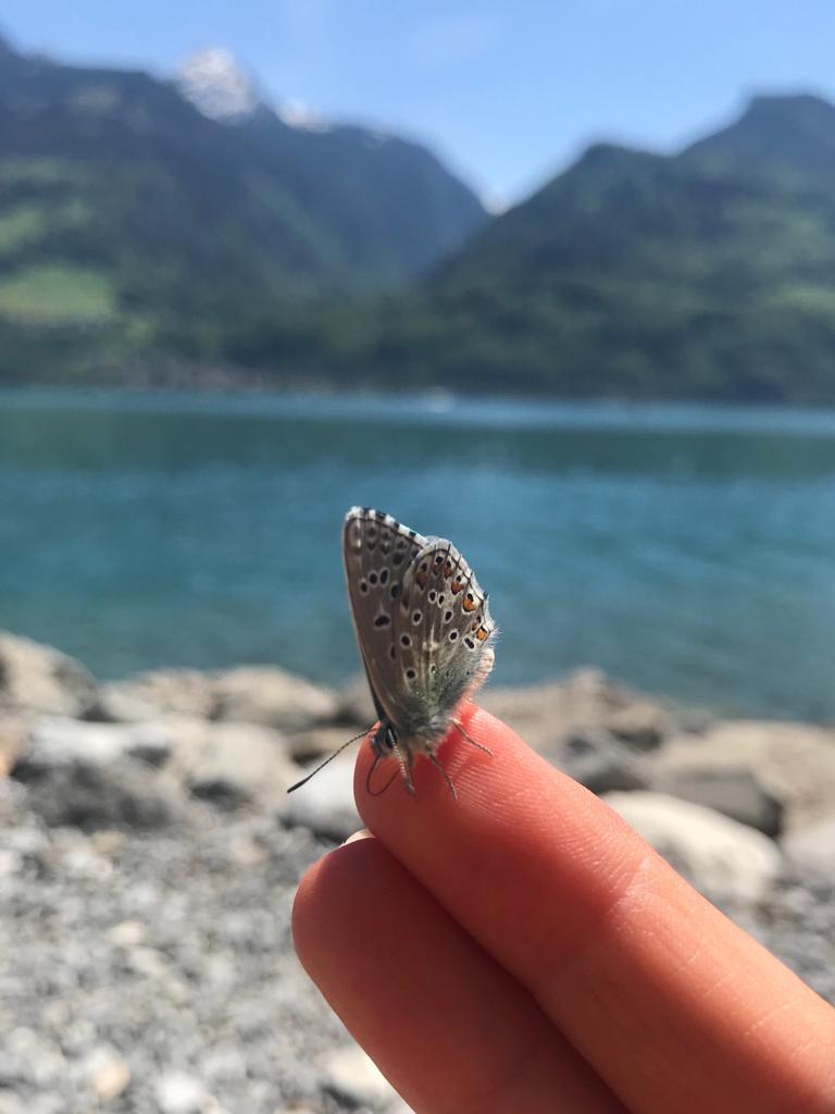 "Frühlings-Detox Mai"