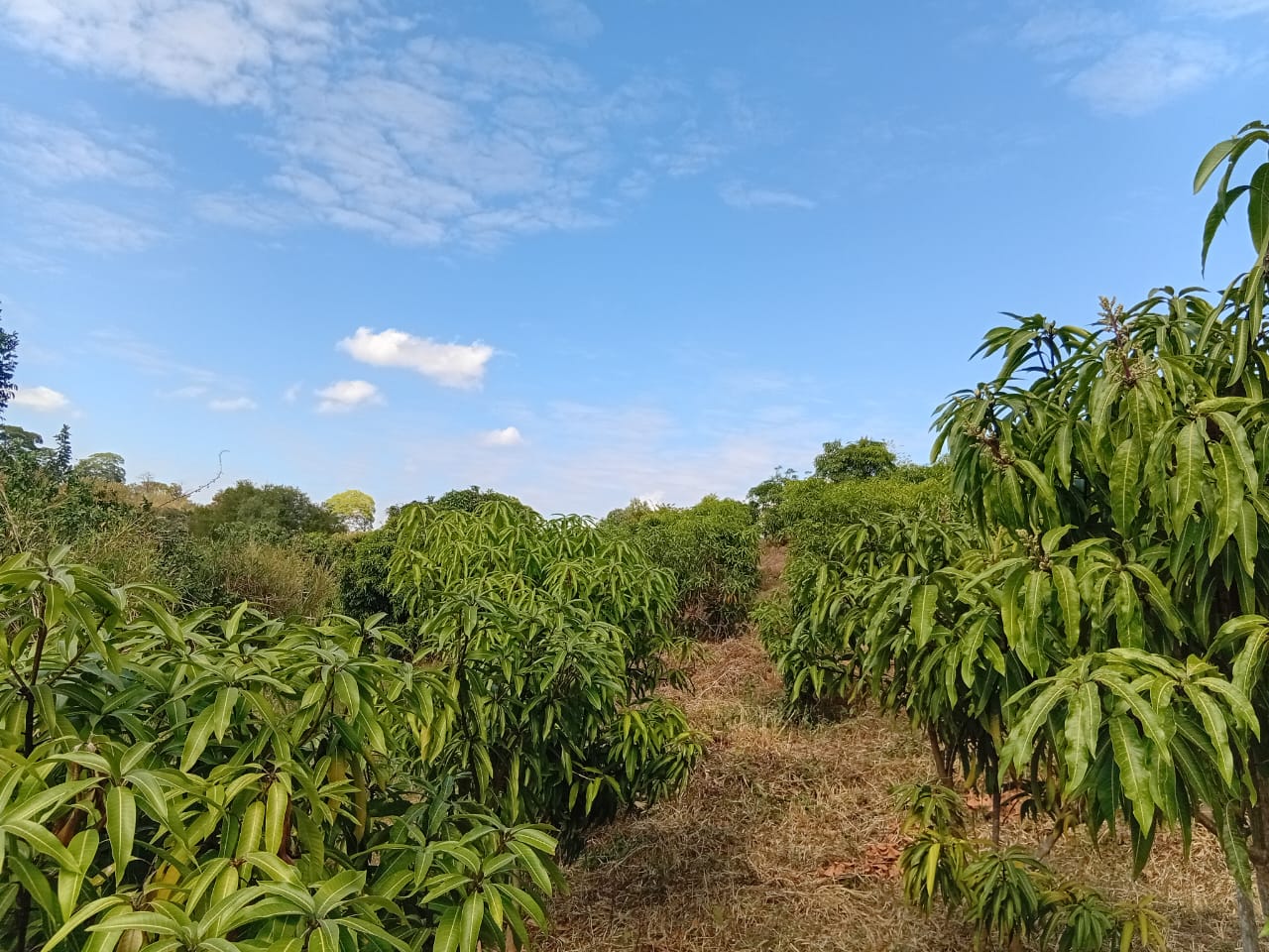 Mango Tree Planting for Land Restoration and Improved Livelihood