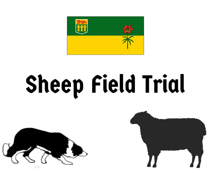 Caledonian Classic Sheep Dog Trial