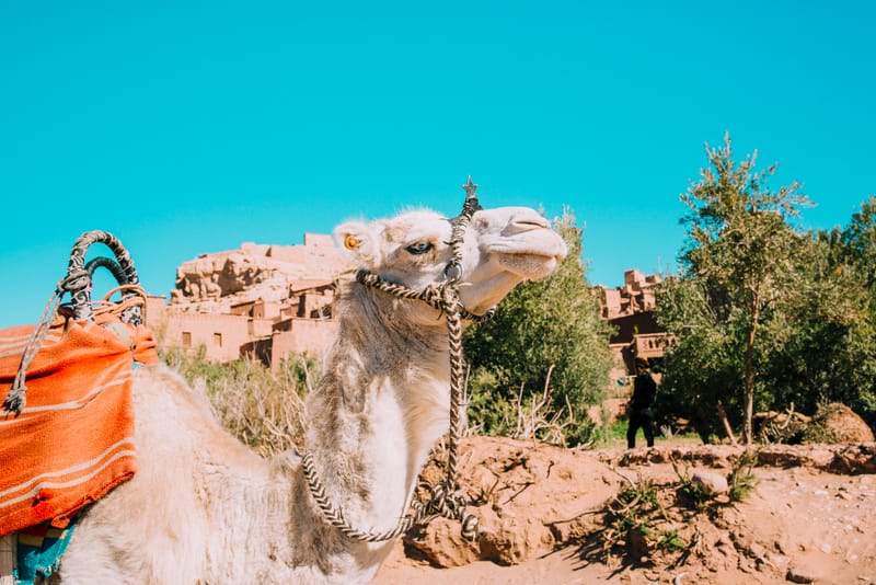 Explore Iraq with Travel Agency Iraq: Your Ultimate Travel Experience