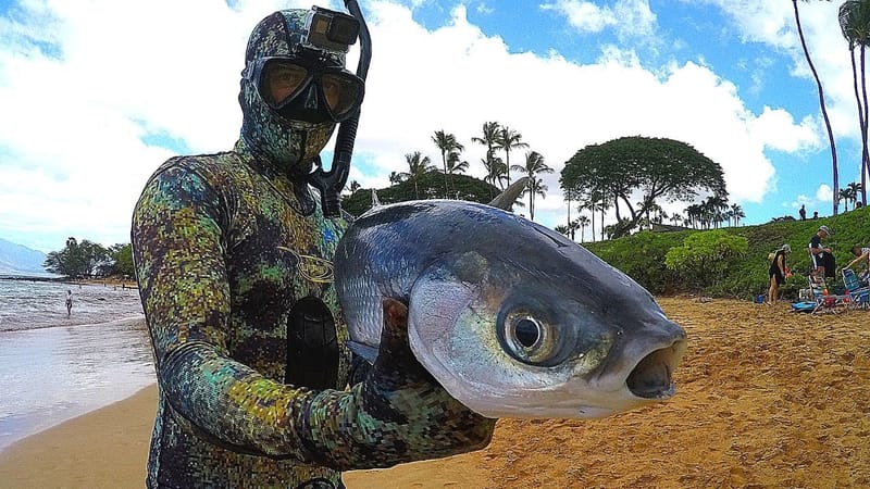 Spearfishing for Beginners Hawaii – A Thrilling Adventure Awaits
