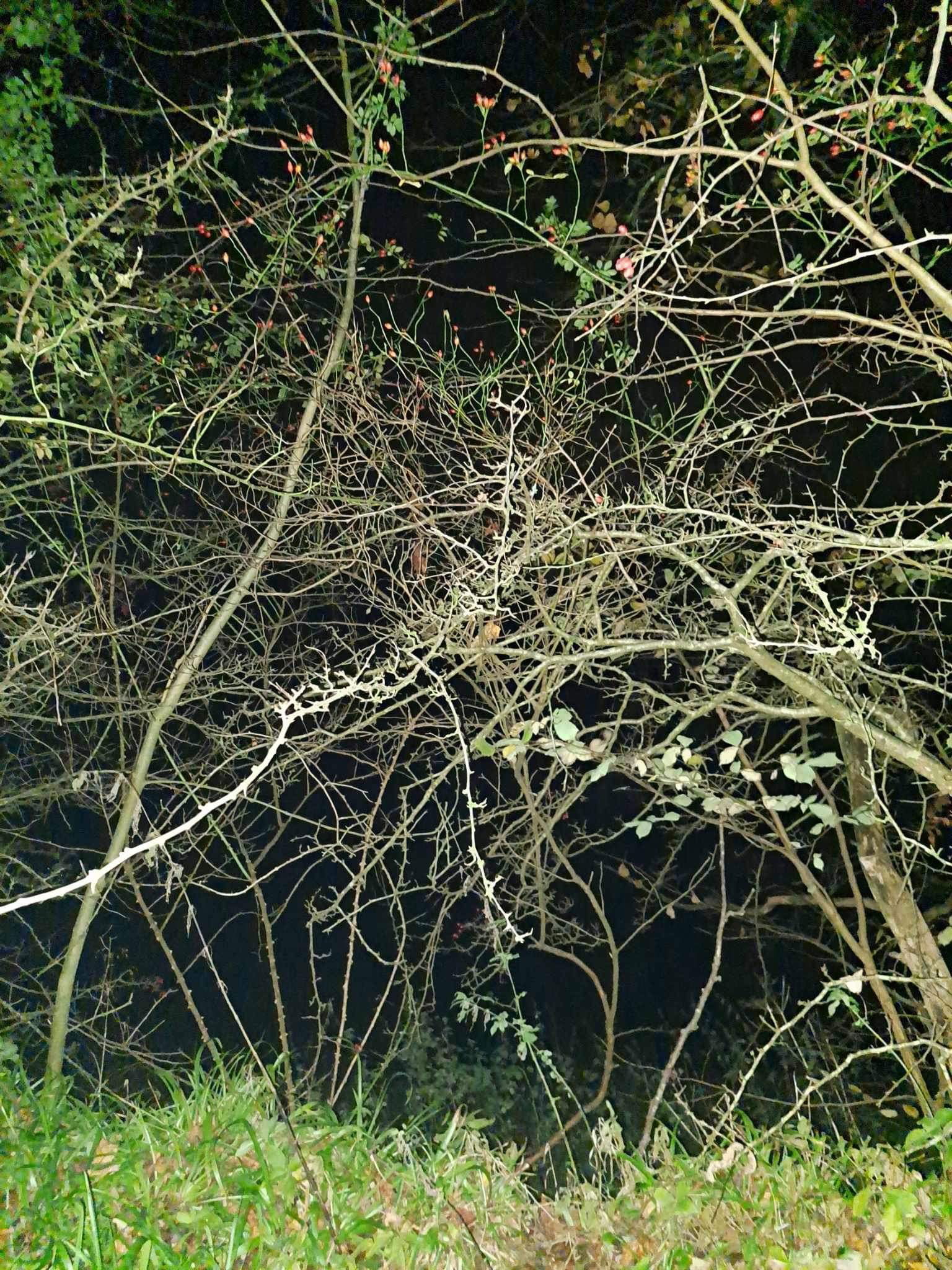 Halloween Special in Kilmarnock