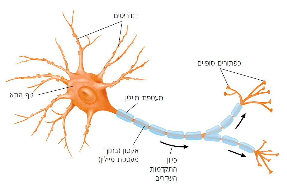 נוירון