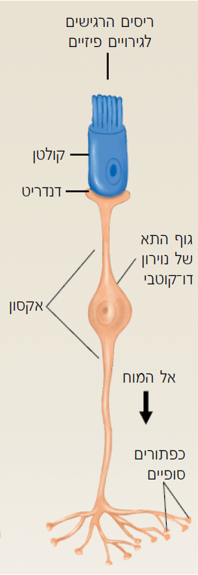 אקסון דו קוטבי