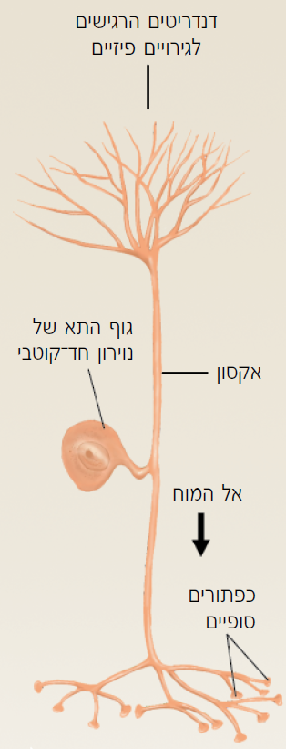 אקסון חד קוטבי