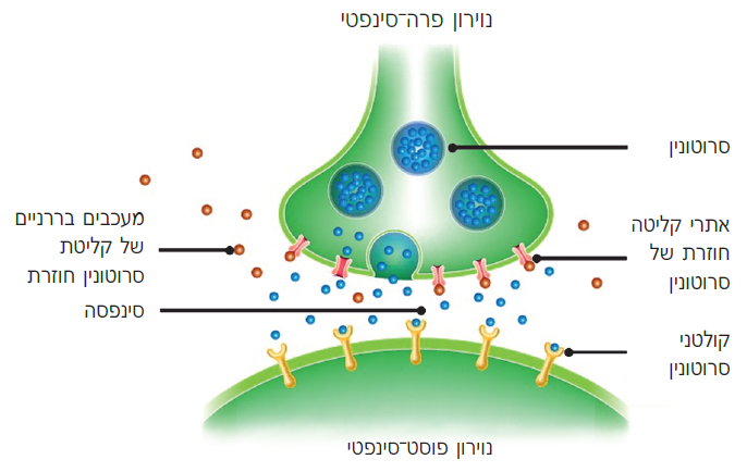 מעכבים בררניים של קליטת סרוטונין חוזרת