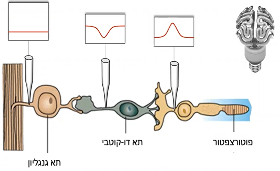 תרשים קידוד מידע ברשתית בחושך