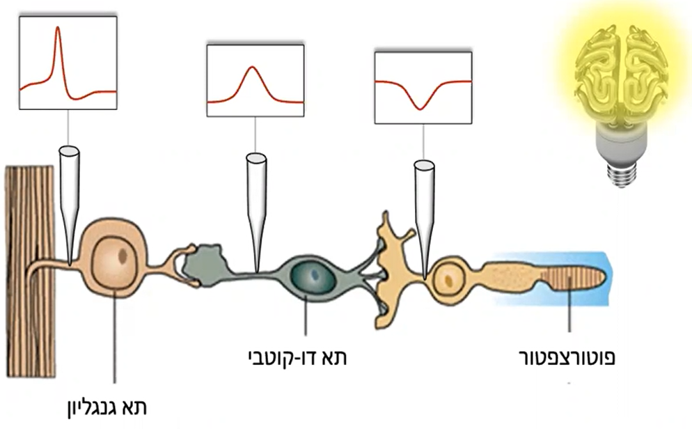 תרשים קידוד מידע ברשתית באור