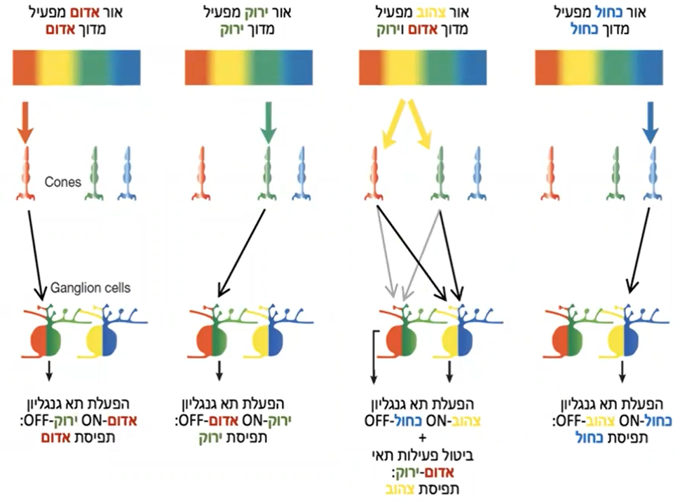 תרשים העברת מידע לתאי הגנגליון