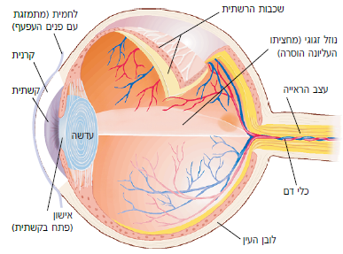 חלקי העין