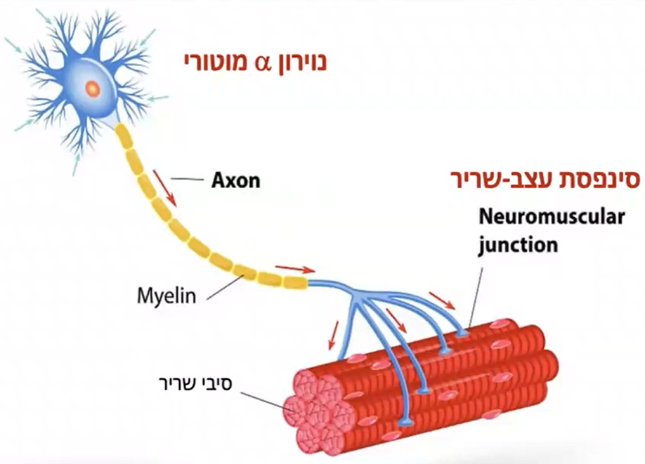 יחידה מוטורית