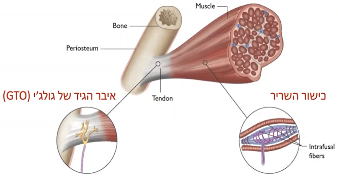 איבר הגיד של גולג'י GTO