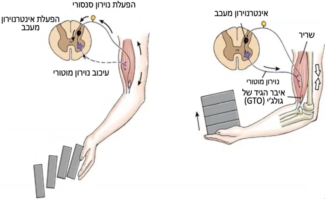 אופן פעולה (דוגמת יד)