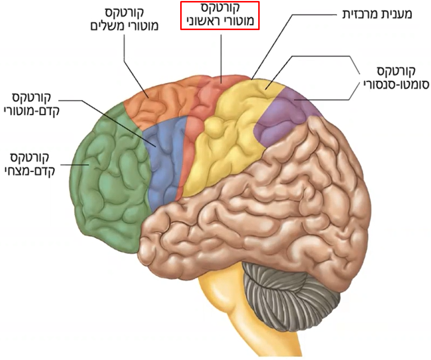 קורטקס מוטורי ראשוני