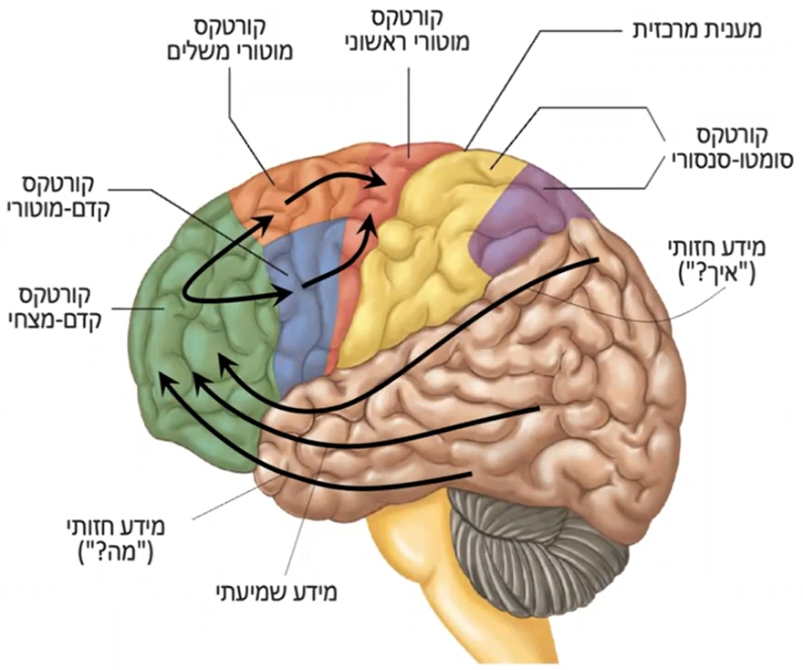 קורטקס מוטורי אסוציאטיבי