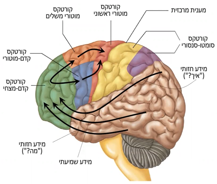 הקורטקס הקדם מצחי