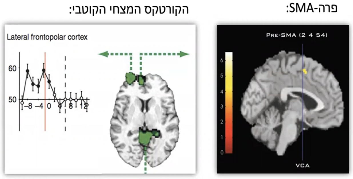 מחקר אזורים אנטריוריים לSMA