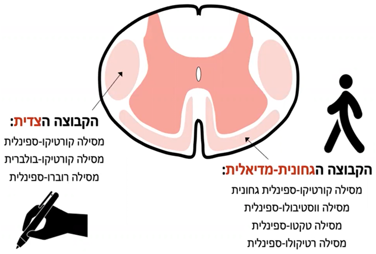 מסילות מוח השדרה