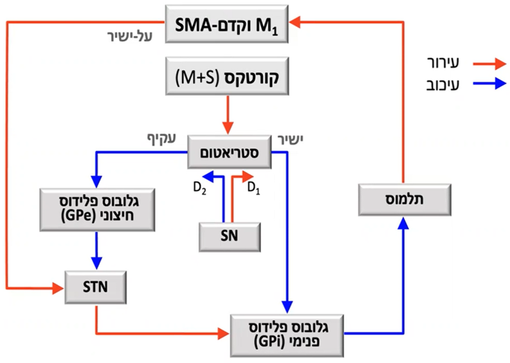 הגנגליונים הבזאליים