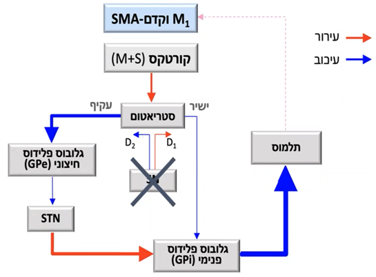 מסלולים גנגליונים בזאליים - פרקינסון