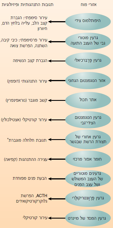 אזורי הפלט של הגרעין המרכזי באמיגדלה