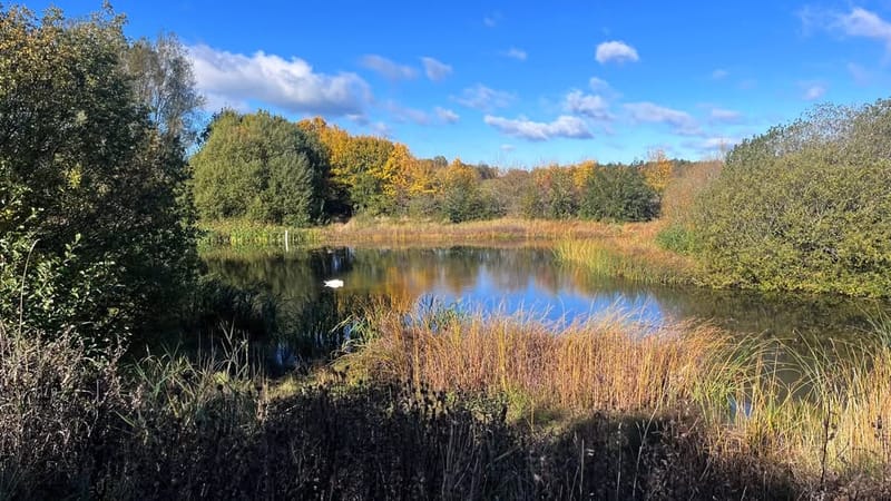 Woolsington Parish Ponds – the Parish Council’s Biodiversity Project