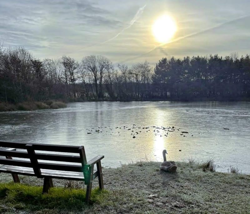 Woolsington Parish Ponds – our precious Blue Spaces