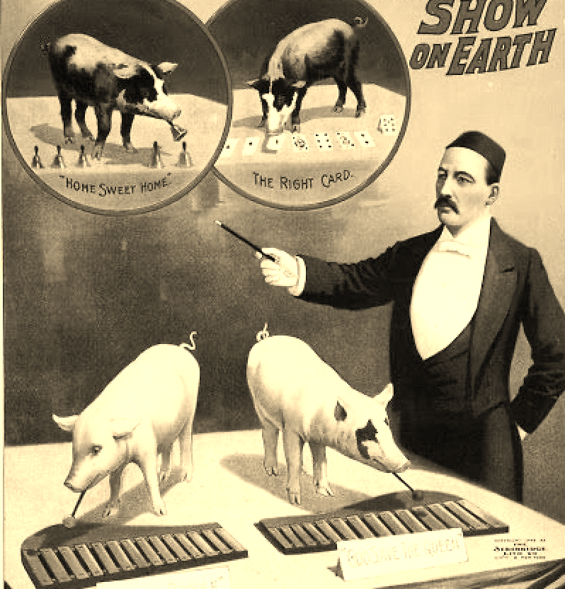 Les cochons, taureaux et autres animaux de la ferme