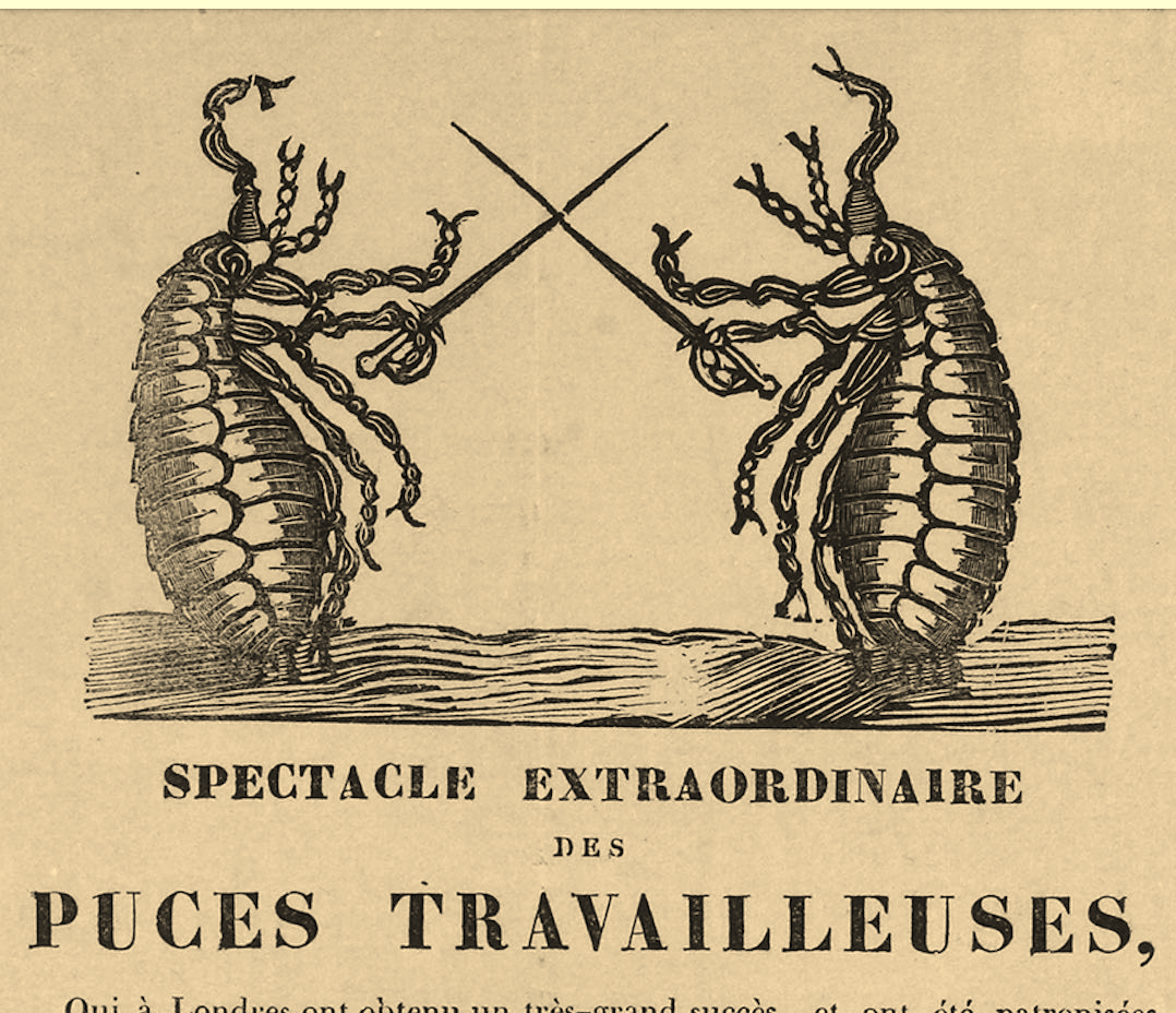 Les puces savantes et micro-spectacles