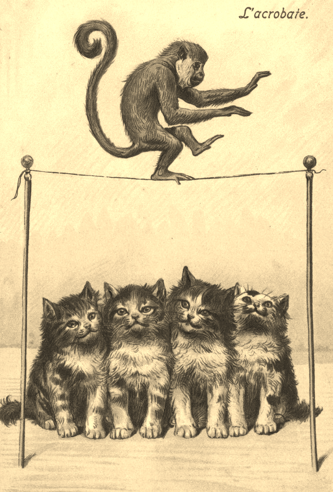 Les numéros à plusieurs animaux